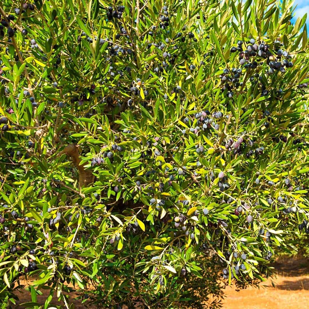 olives on tree Mediterranean Diet Guide to Olives