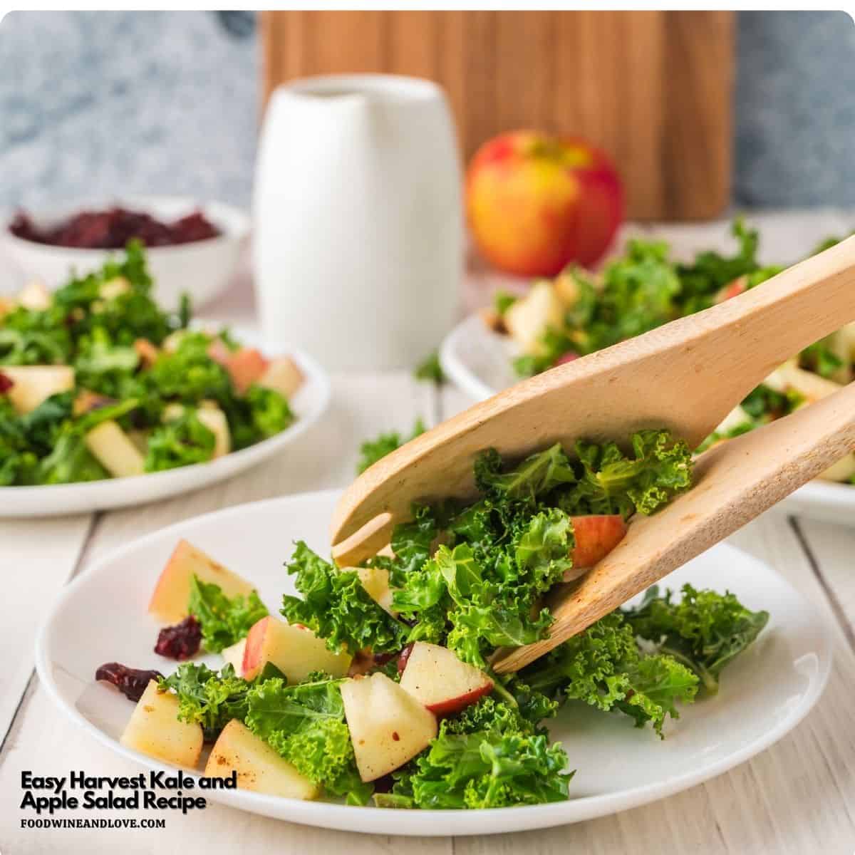Easy Harvest Kale and Apple Salad is made with healthy kale, apples, cranberries, and walnuts, tossed in an apple cider vinaigrette dressing. Easy Harvest Kale and Apple Salad is made with healthy kale, apples, cranberries, and walnuts, tossed in an apple cider vinaigrette dressing.